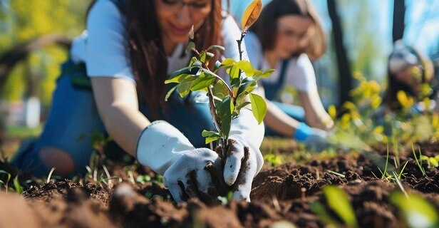 День посадки деревьев 26 сентября 3