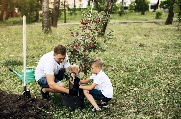 День посадки деревьев